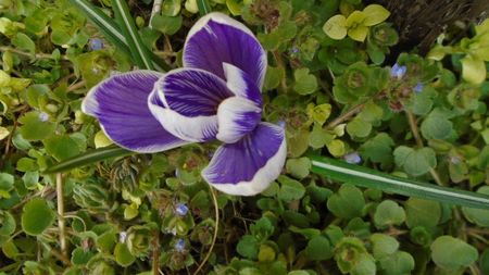 Crocusi