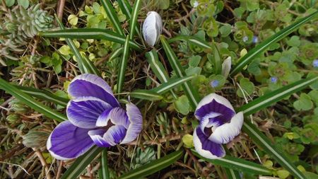 Crocusi