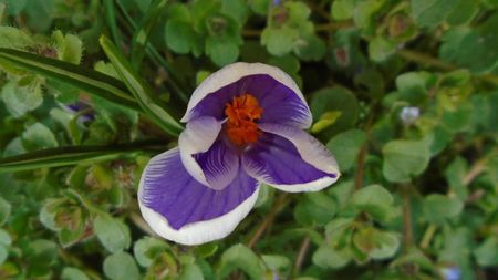 Crocusi