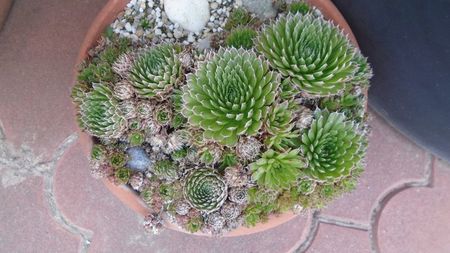 Orostachys spinosa & Sempervivum tectorum Oddity