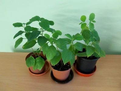 Lantana rosu cu galben (12 per buc); Plantute tinere, ramificate, inradacinate in ghivece de cca 8 cm - 12 Lei bucata
