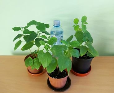 Lantana rosu cu galben; Pet-ul de apa de 500 ml este pentru a va da seama de dimensiunea plantelor.
