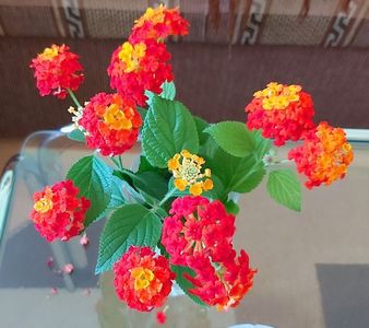 Flori de Lantana rosu cu galben; Asa vor inflori plantele.
