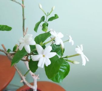 Flori de Jasmin Sambac; Asa va inflori planta.
