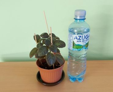 Pinkiscia; Pet-ul de apa de 500 ml este pentru a va da seama de dimensiunea plantutei.
