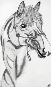 Equus caballus; Desen grafic 21/30 cm.
