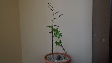 Lamai chinezesc (Poncirus trifoliata), Centrul si Nordul Chinei, Siberia (-20C) & Iasomie de iarna (
