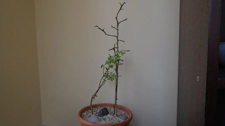 Lamai chinezesc (Poncirus trifoliata), Centrul si Nordul Chinei, Siberia (-20C) & Iasomie de iarna (