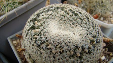 ; Mammillaria microthele v. superfina
