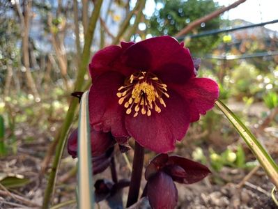 H. Ice n Rose "Merlot"