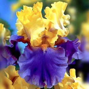 iris-germanica--edith-wolford