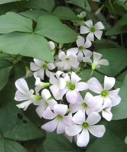 oxalis regnelli