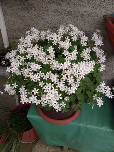 oxalis regneli