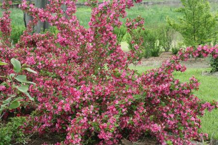 weigela_f_sonic_bloom_pink; remontant,se indeparteaza tulpinile vechi si groase de 3-5 ani in pamant ca sa fie productive.
