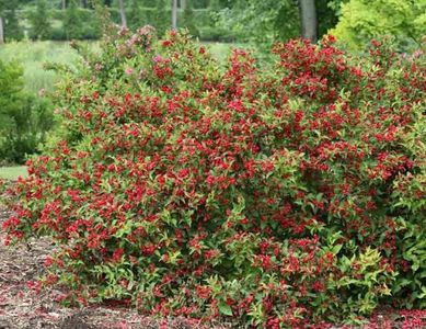 weigela_sonic_bloom_red; remontant
