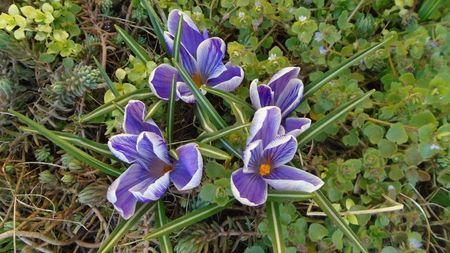 Crocusi