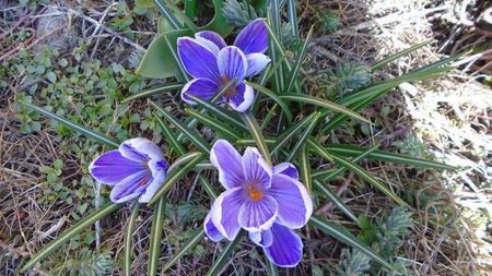 Crocusi