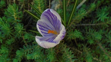 Crocusi