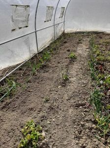 Solarel; Azi 22 martie am pus seminte ieri am jumulite buruienile usturoiul patrunjelul morcovii  si spanacul sunt pusi din toamna
