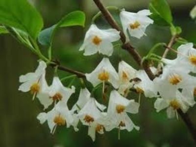 halesia carolina; pepiniera Mizil
