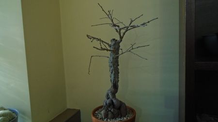 Operculicarya decaryi in repaus