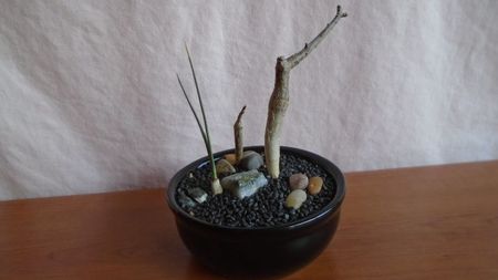 Grup de 3 plante; Dracaena serrulata, Yemen, Oman
Commiphora kraeuseliana, Namibia
Boswellia neglecta, RM 565, Africa de Est
