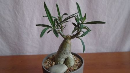Pachypodium succulentum, Africa de Sud (-10C)