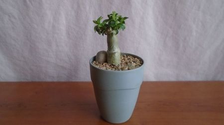 Pachypodium bispinosum, Africa de Sud (-1C)