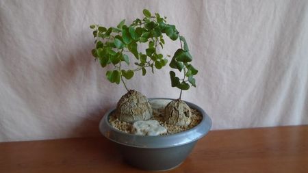 Dioscorea elephantipes, Africa de Sud