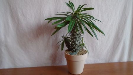 Pachypodium lamerei, Madagascar