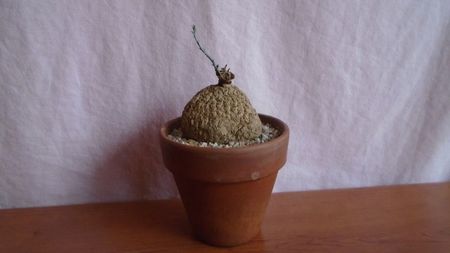 Stephania cepharantha v. hayata, S. Asiei si Australia
