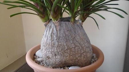 Beaucarnea recurvata, Mexic