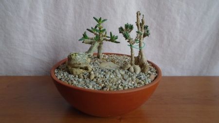 Grup de 3 Trichodiadema; Trichodiadema densum
Trichodiadema bulbosum
Trichodiadema marlothii
