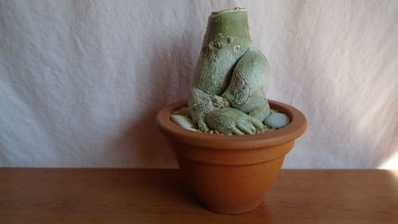 Adenium obesum
