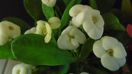 Euphorbia milii flori rosii & Euphorbia milii flori albe
