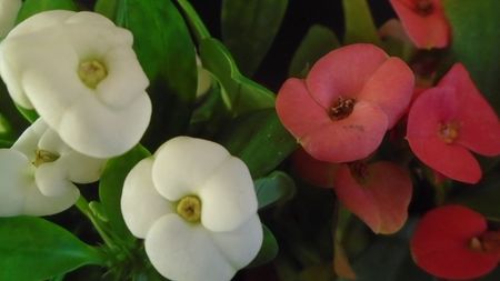 Euphorbia milii flori rosii & Euphorbia milii flori albe