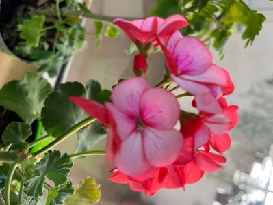 D1928895-CD39-4AB1-9E30-D0FC44B83B4F