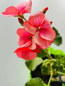 32F9F5DB-9A15-4F8B-B619-F3FDEC675938