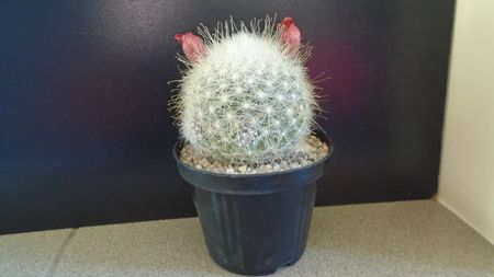Mammillaria senilis