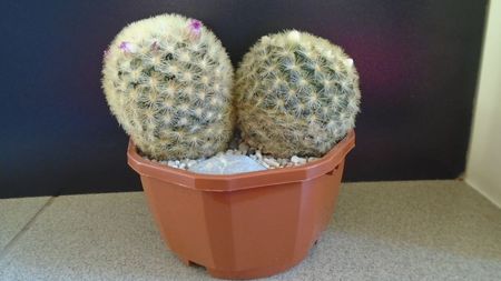 Mammillaria carmenae f. albiflora & Mammillaria carmenae (flori roz)