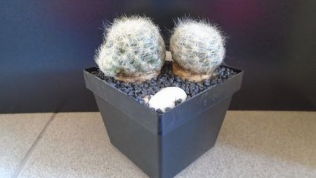 Mammillaria baumii (2 ex.)