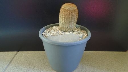 Echinocereus rigidissimus ssp. rubispinus f. albiflorus