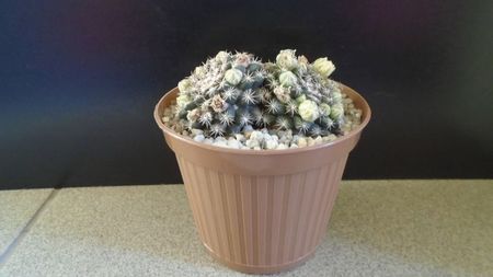 Mammillaria heyderi ssp. hemisphaerica (M. heyderi v. applanata)