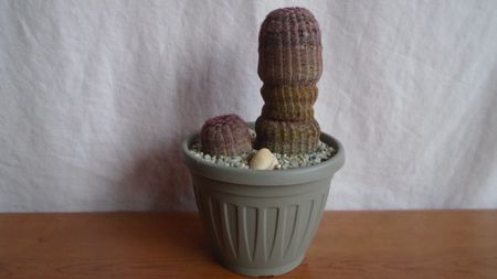 Cactusi cold hardy: Echinocereus rigidissimus ssp. rubispinus (2 ex.) (-12C)
