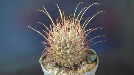 Cactusi cold hardy: Sclerocactus (Glandulicactus) uncinatus ssp. wrightii, JM136 Marathon, Tx. USA (