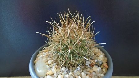 Cactusi cold hardy: Sclerocactus (Ancistrocactus) scheeri (-12 C)