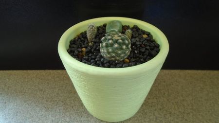 Cactusi cold hardy: Grup de 3 Pediocactus (-20C); Pediocactus paradinei (-20C)
Pediocactus simpsonii v. minor (2 ex.) (-20C)
