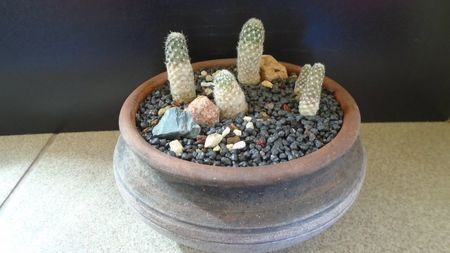 Cactusi cold hardy: Grup de 5 Pediocactus (-25C); Pediocactus simpsonii, (2 ex.) (-10-25C)
Pediocactus simpsonii v. minor (-10-25C)
Pediocactus knowltonii, (2 ex.) (-20C)
