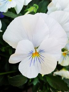 Panseluta alba