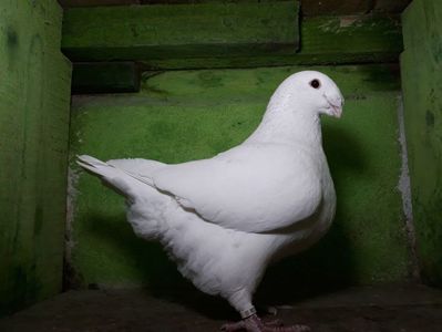 Vandut